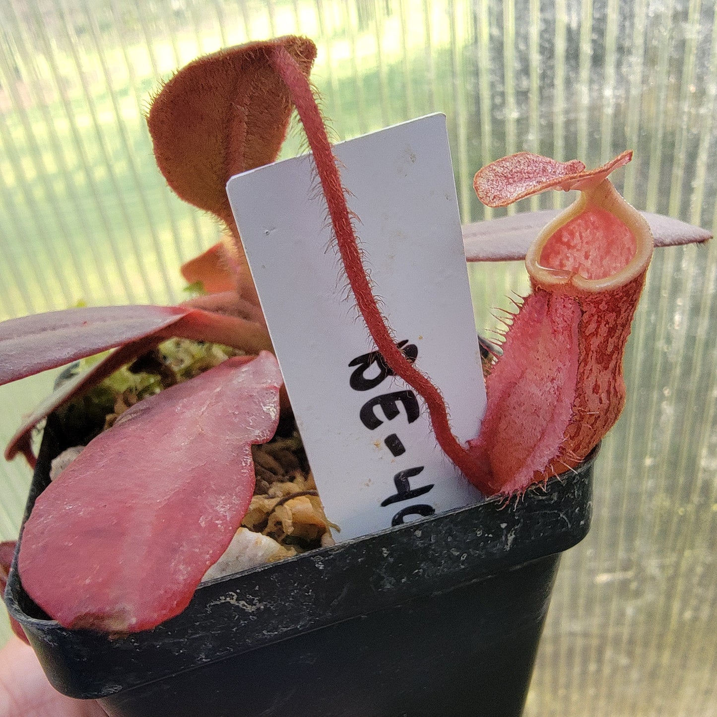 Nepenthes peltata BE