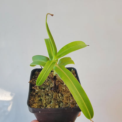 Nepenthes ventricosa 'HI clone'