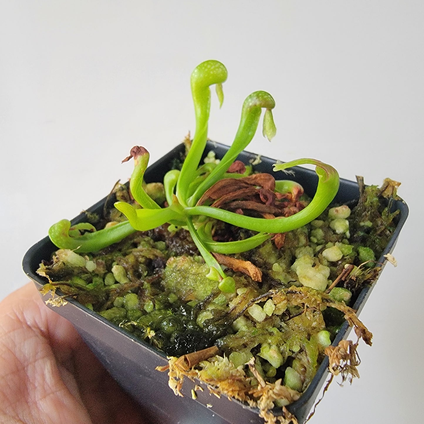 Darlingtonia californica