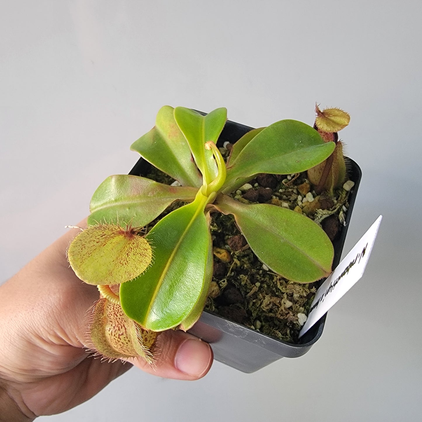 Nepenthes robcantleyi x hamata BE