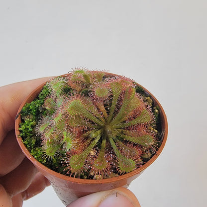 Drosera spathulata