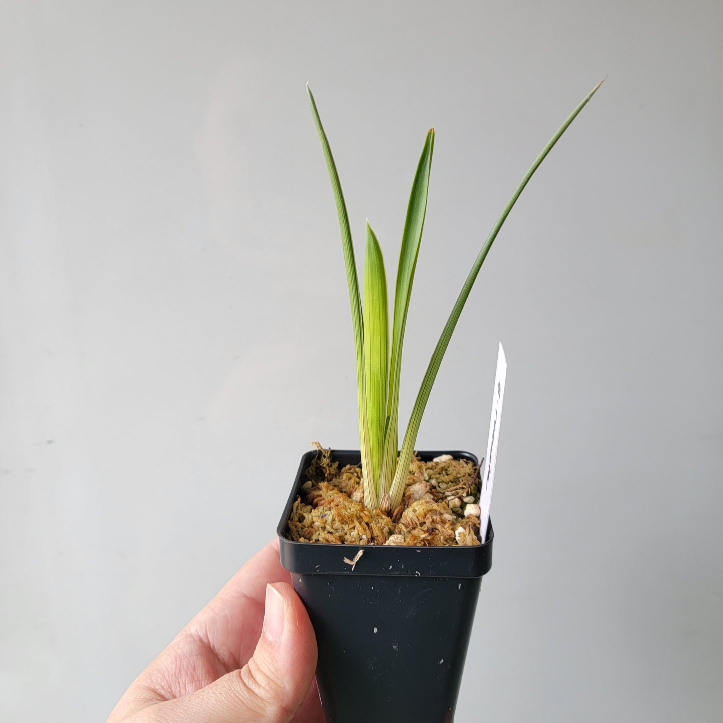 Brocchinia reducta BCP