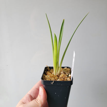 Brocchinia reducta BCP