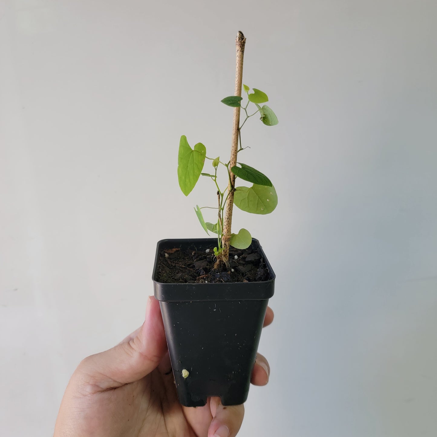 Aristolochia argentina