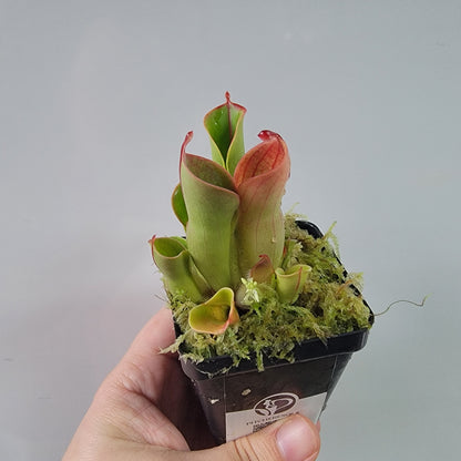 Heliamphora heterodoxa x minor