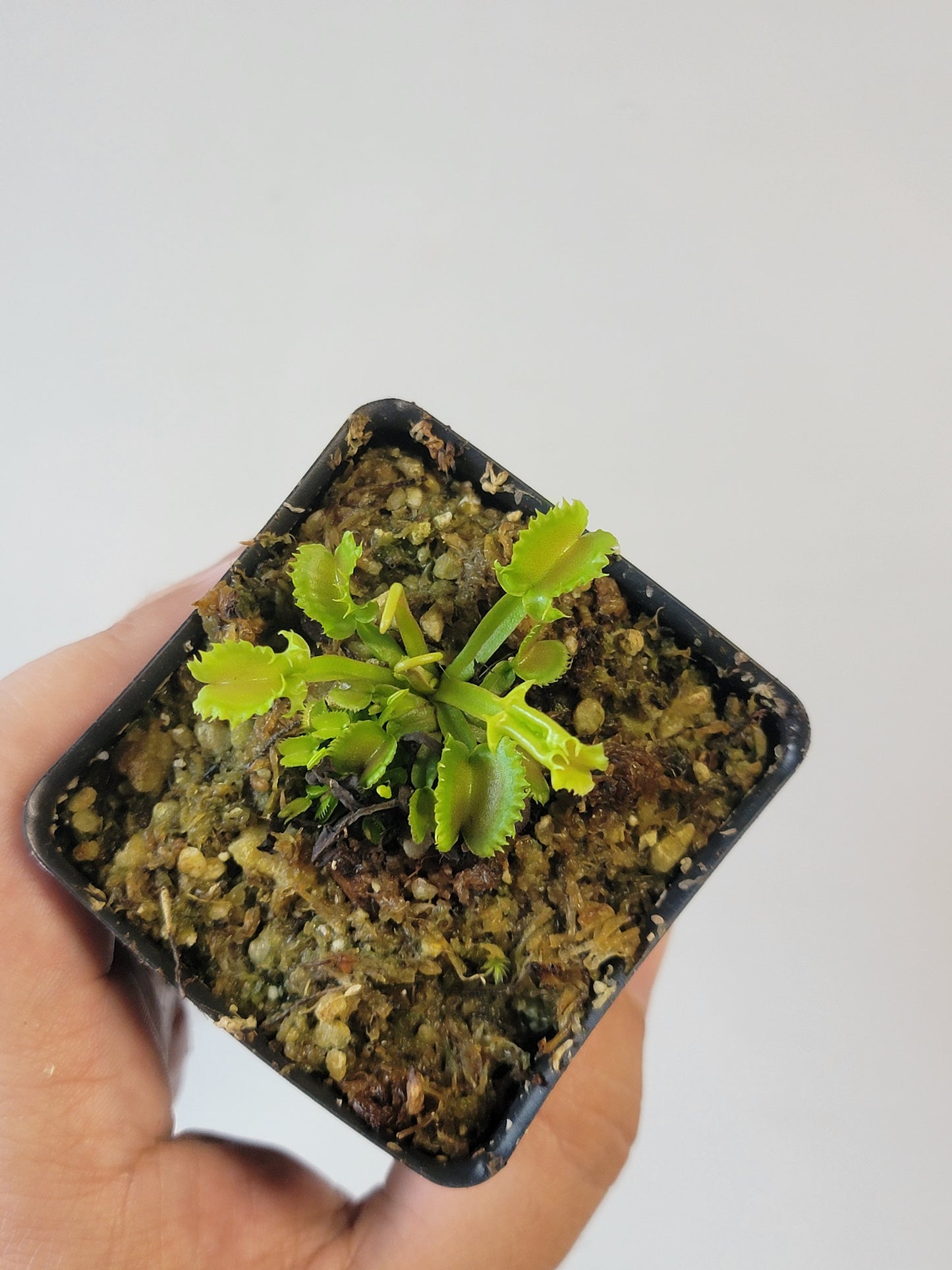 Dionaea musc. "GJ Shir Khan"