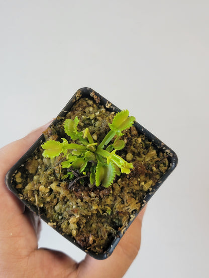 Dionaea musc. "GJ Shir Khan"