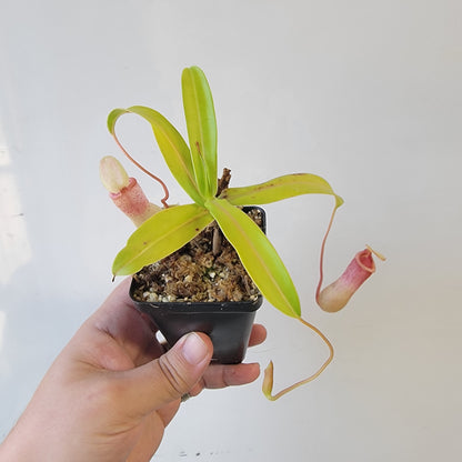 Nepenthes ventricosa 'HI clone'