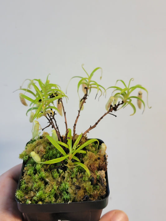 Nepenthes glabrata BCP
