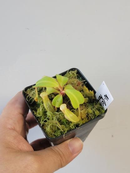 Nepenthes clipeata x reinwardtiana BCP
