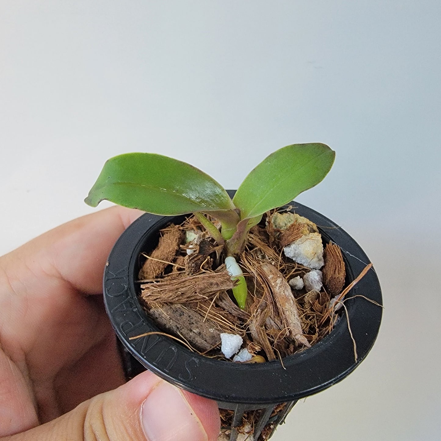 Cattleya Orchid (Culminant 'Les Tuilieres' x Mem. Grant Eichler 'Lenette')