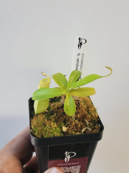 Nepenthes reinwardtiana SG