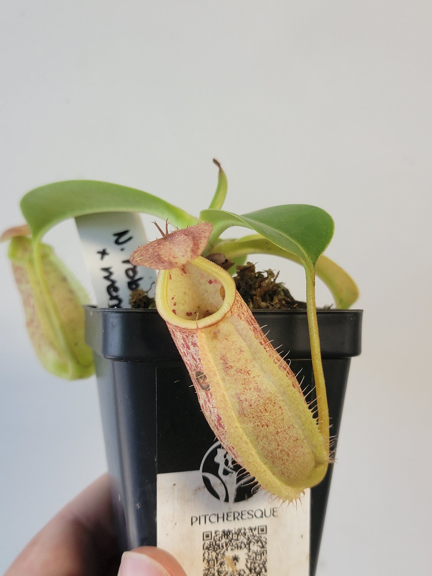 Nepenthes robcantleyi x merrilliana BE