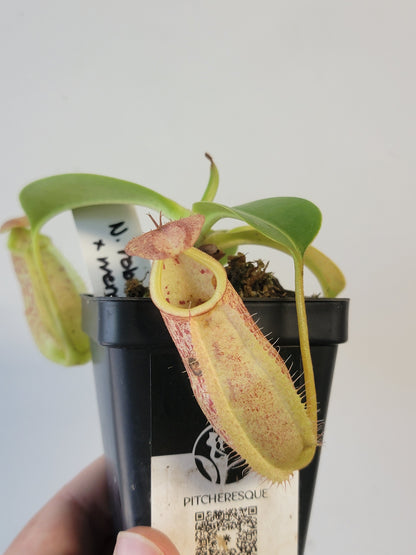 Nepenthes robcantleyi x merrilliana BE