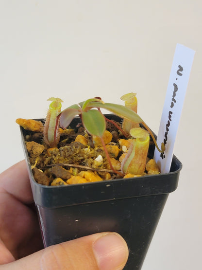 Nepenthes palawanensis BCP