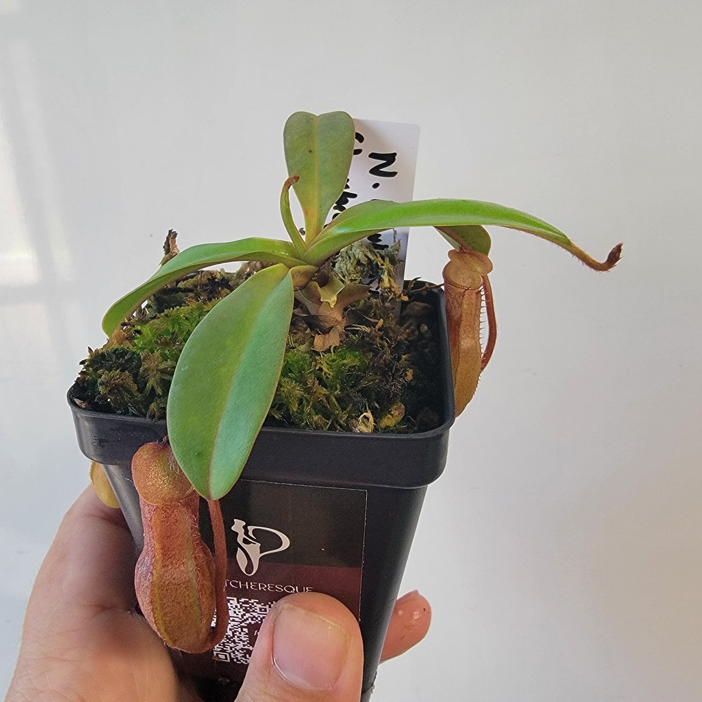 Nepenthes burkei x burbidgeae x edwardsiana BE