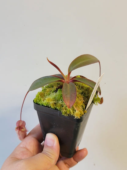 Nepenthes peltata x attenboroughii BE