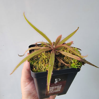 Drosera adelae 'Giant'