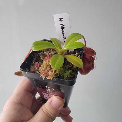 Nepenthes villosa x ventricosa BE
