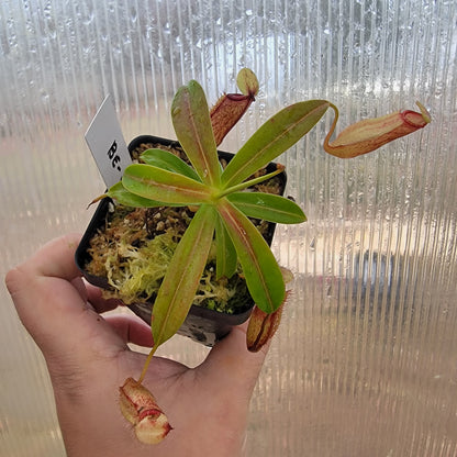 Nepenthes ventricosa x hamata BE