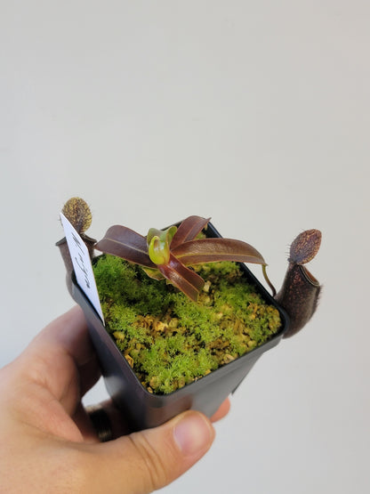 Nepenthes nigra BE