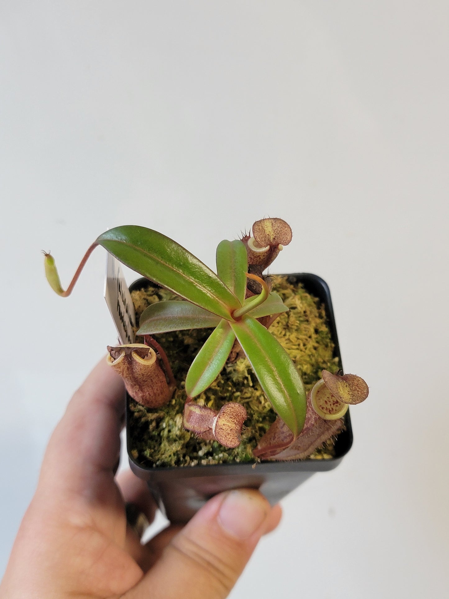 Nepenthes ulukaliana x ramispina BCP
