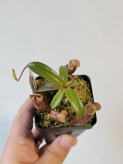 Nepenthes ulukaliana x ramispina BCP