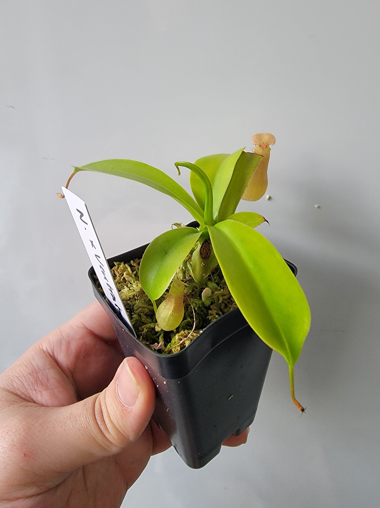 Nepenthes "Ventrata"