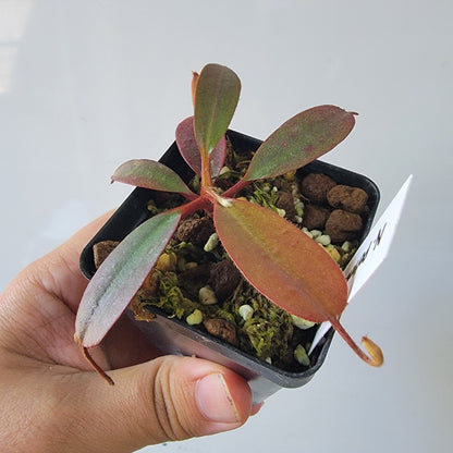 Nepenthes peltata BE *Select Clone*