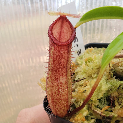 Nepenthes ventricosa x hamata BE