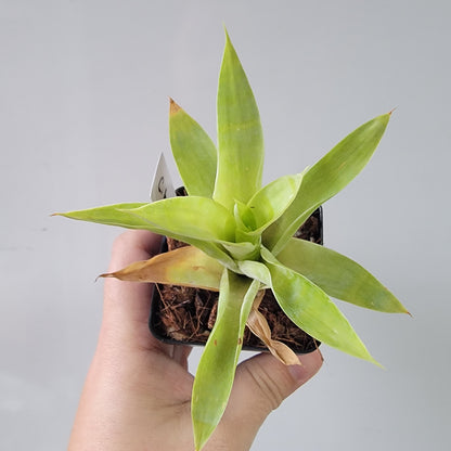 Catopsis berteroniana