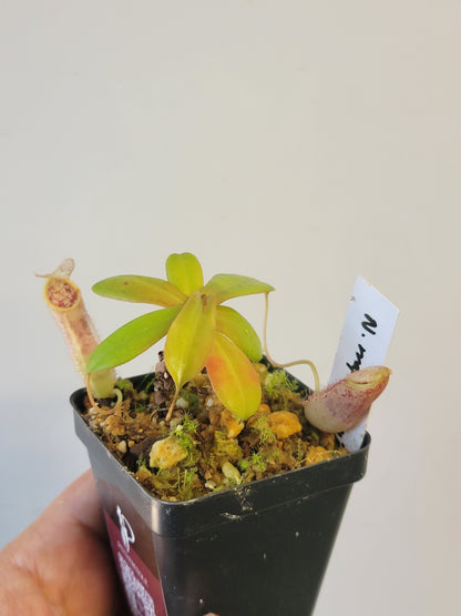 Nepenthes mapuluensis BCP