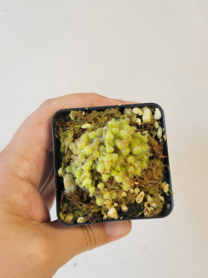 Cephalotus follicularis BCP