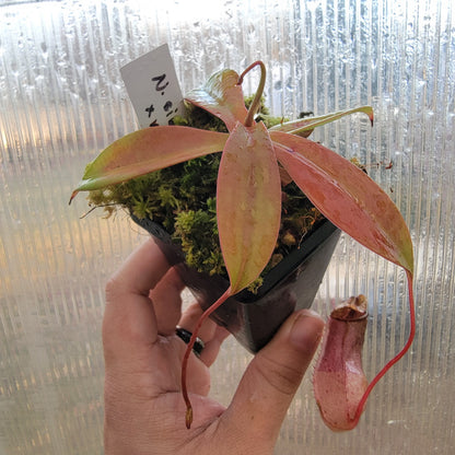 Nepenthes sibuyanensis x merriliana BE