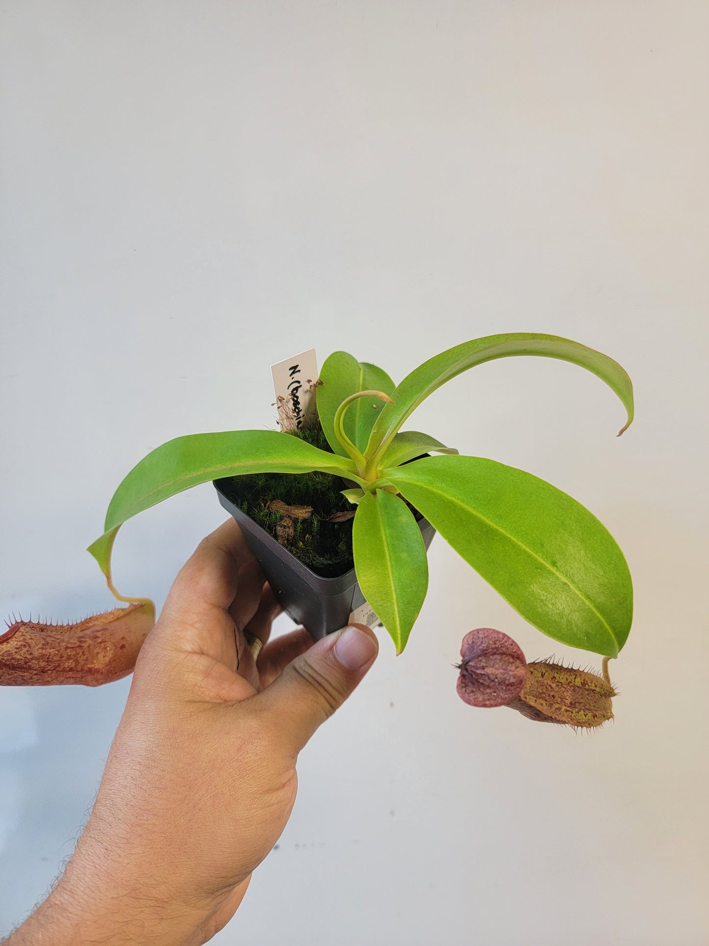 Nepenthes boschiana x sanguinea SG