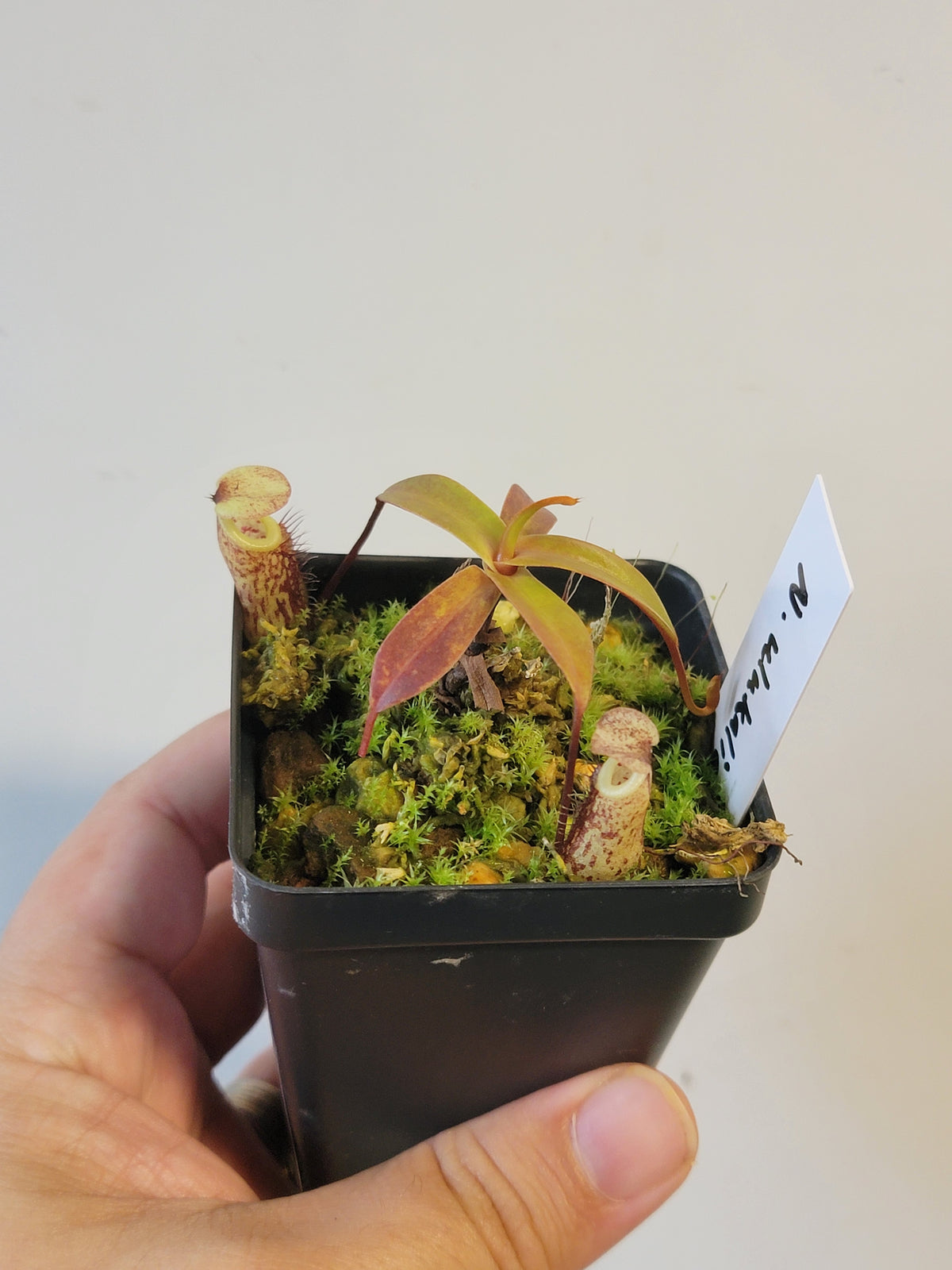 Nepenthes ulukaliana BCP