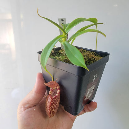 Nepenthes talangensis x spectabilis BE