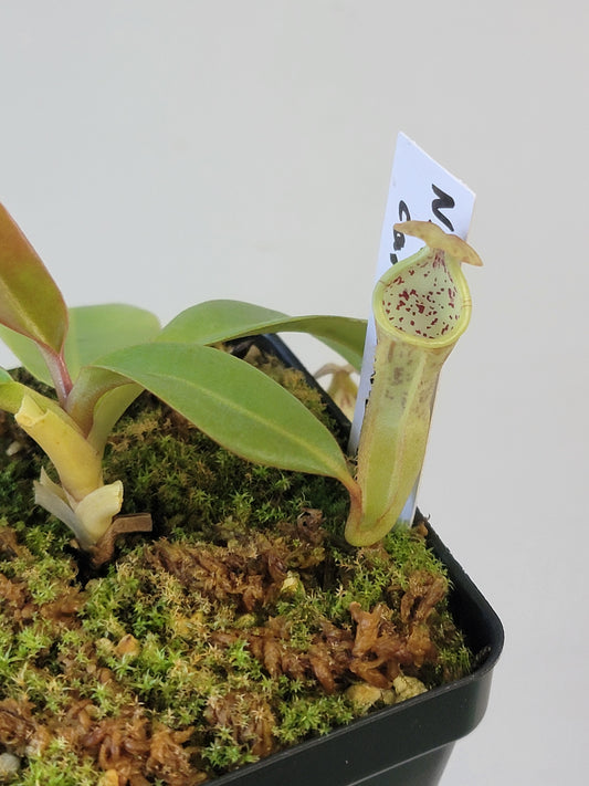 Nepenthes burbidgeae x campanulata BE