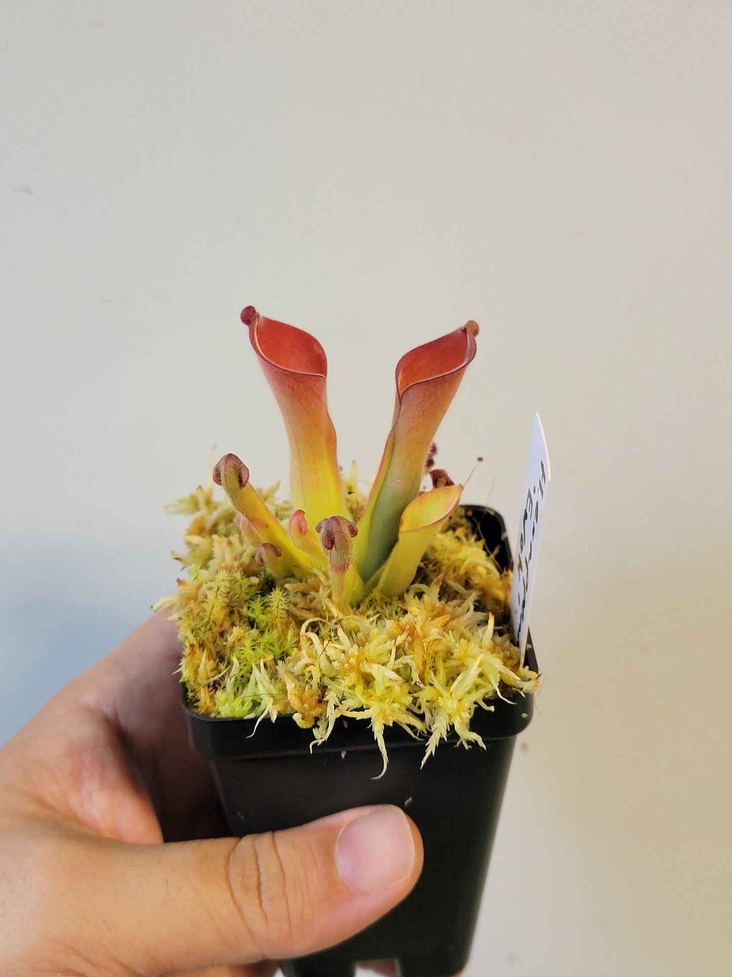 Heliamphora exappendiculata "Ewok" AW