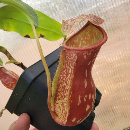 Nepenthes "St. Gaya"