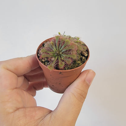 Drosera spathulata