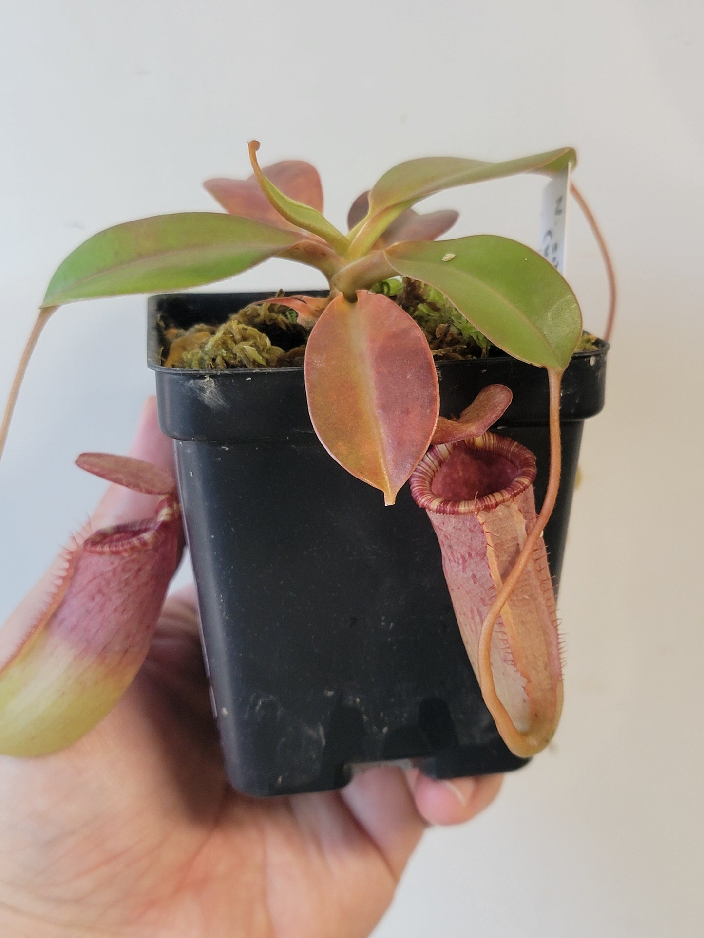 Nepenthes sibuyanensis x veitchii x lowii BE
