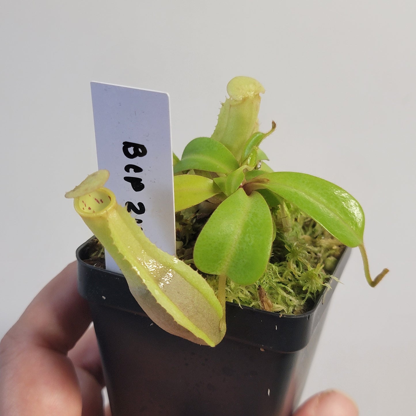 Nepenthes clipeata x reinwardtiana BCP