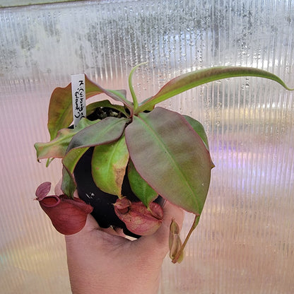 Nepenthes viking x lowii x campanulata 'Giant' PP