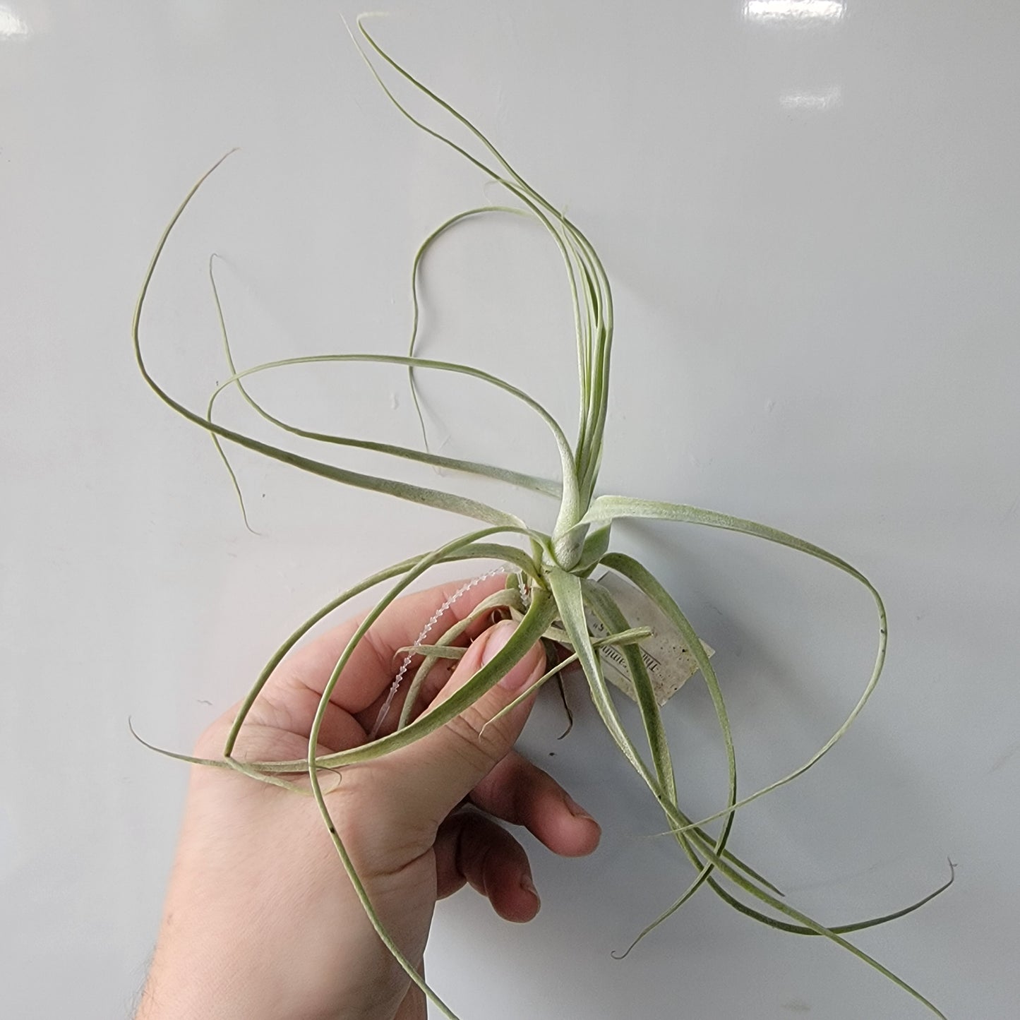 Tillandsia straminea thin 5"