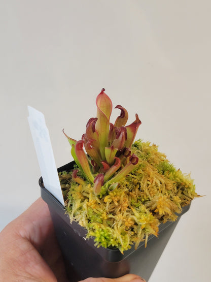 Heliamphora chimantensis BCP