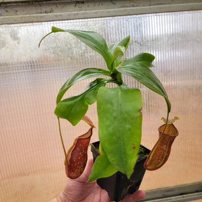 Nepenthes "St. Gaya"