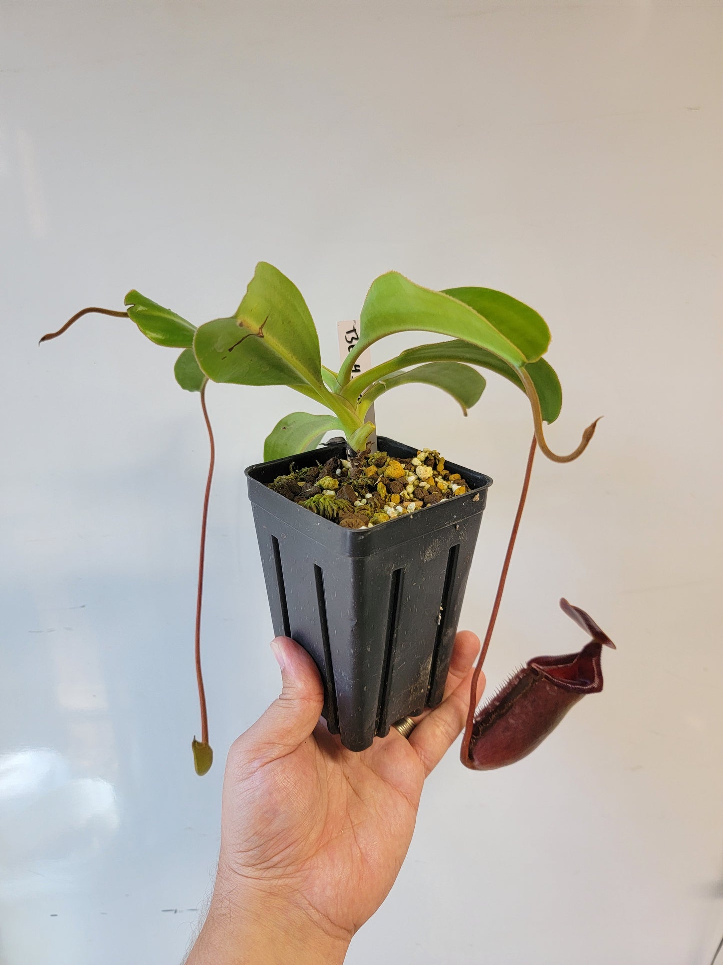 Nepenthes rajah x lowii BE