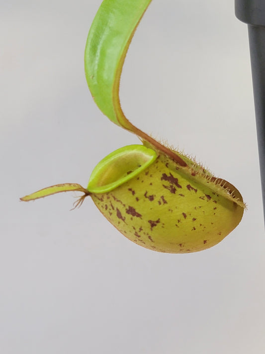 Nepenthes ampullaria 'Red Speckle' BE