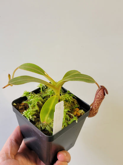 Nepenthes klossii 'True Clone' BE